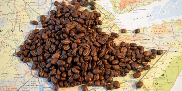 Cafeaua Etiopia – Origini, legende și arome de Guji Bio, Sidamo & Black Lion